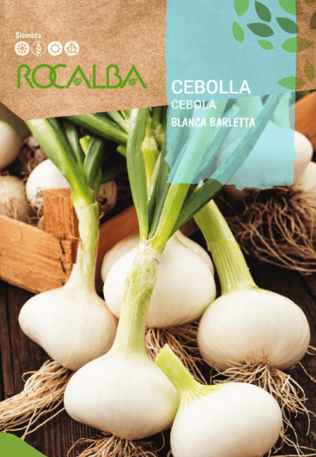 CEBOLLA BLANCA BARLETA