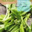 Semilla col forrajera gigante | Romera Soluciones Naturales