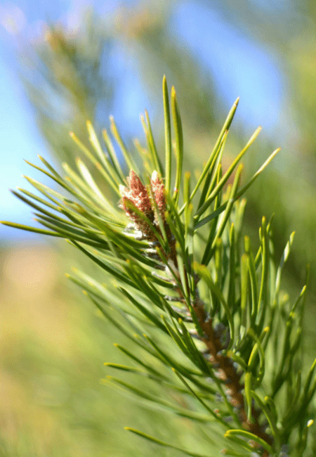 Aceite esencial pino silvestre | Romera soluciones naturales