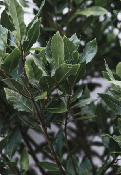 Aceite esencial laurel | Romera soluciones naturales.