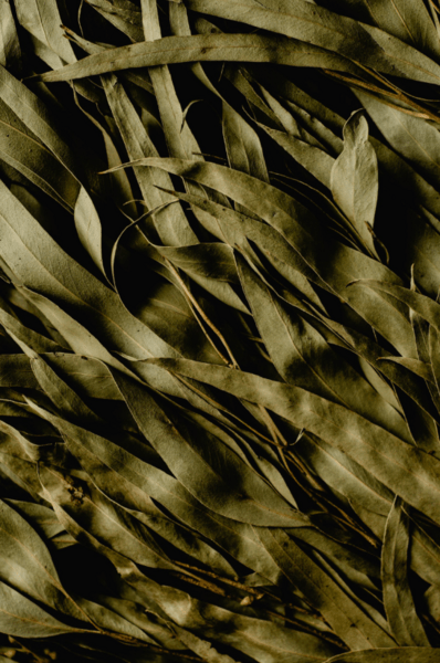 Aceite esencial eucalipto | Romera soluciones naturales.