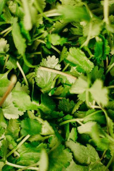 Aceite esencial cilantro | Romera soluciones naturales.