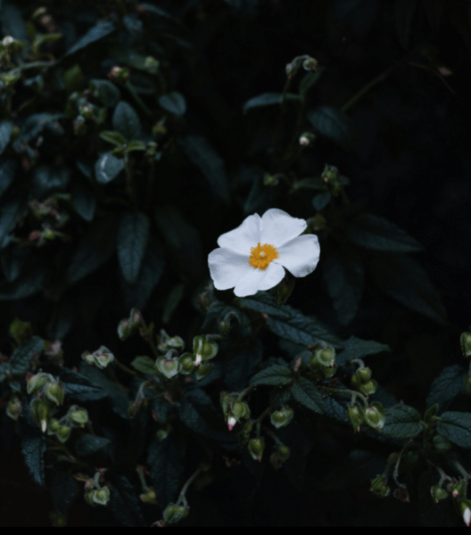 Aceite esencial cistus jara | Romera soluciones naturales.