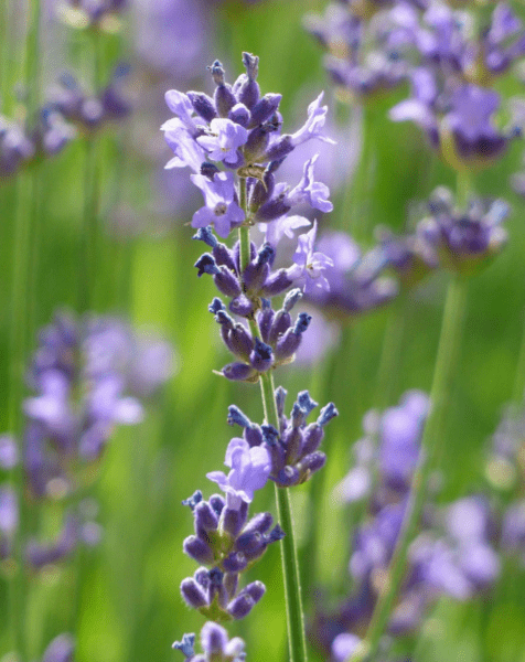 Aceite esencial lavanda | Romera soluciones naturales.