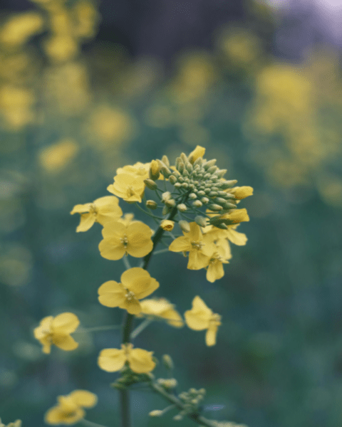 Aceite vegetal colza | Romera soluciones naturales.
