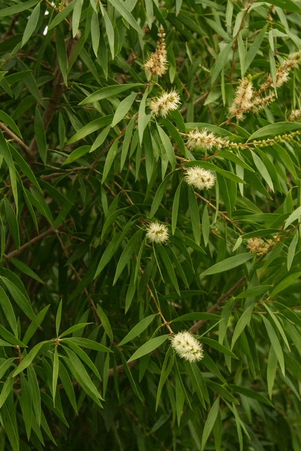 Aceite esencial cajeput | Romera soluciones naturales.