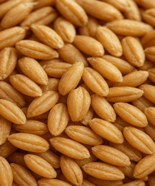 Aceite vegetal germen de trigo | Romera soluciones naturales.