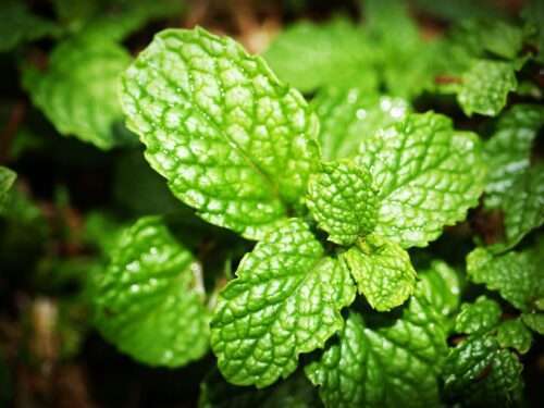 ACEITE ESENCIAL MENTA PIPERITA BIO FOOD GRADE 1LT
