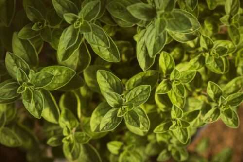 ACEITE ESENCIAL OREGANO BIO FOOD GRADE 1LT
