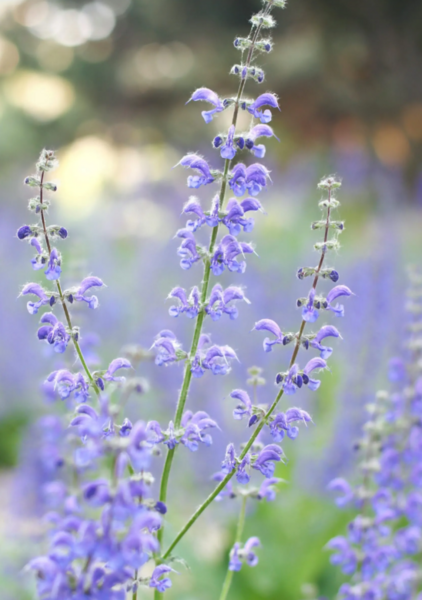 SALVIA | ROMERA SOLUCIONES NATURALES