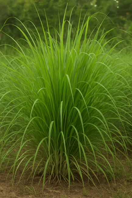 Aceite esencial palmarrosa | Romera soluciones naturales.