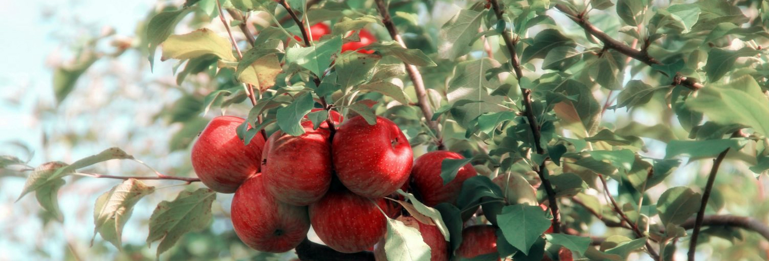 Agricultura Ecológica y Biodinámica | Romera Suministros Agrícolas, Totana, Murcia