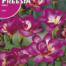 Semilla freesia doble rosa | Romera soluciones naturales