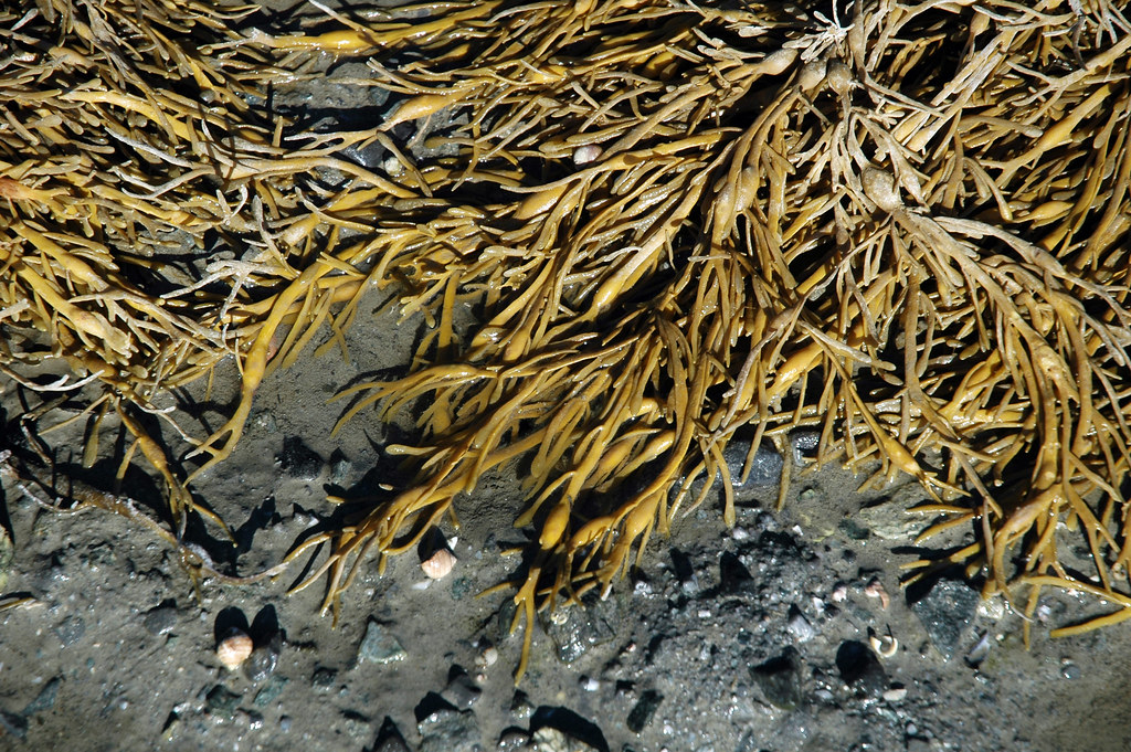 Ascophyllum nodosum