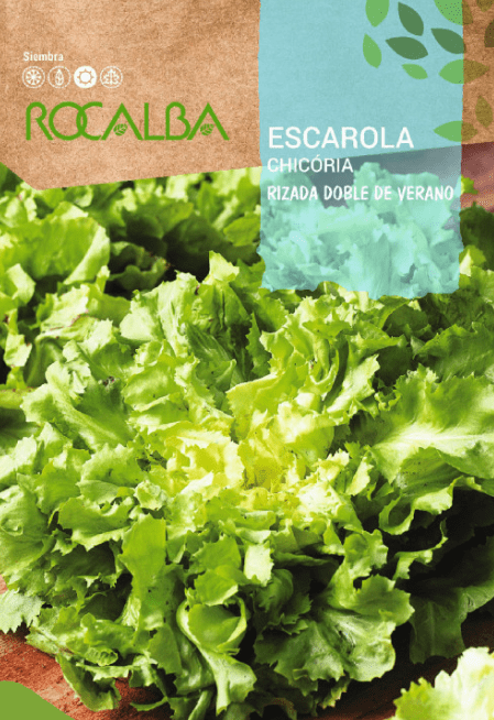 ESCAROLA RIZADA DOBLE DE VERANO