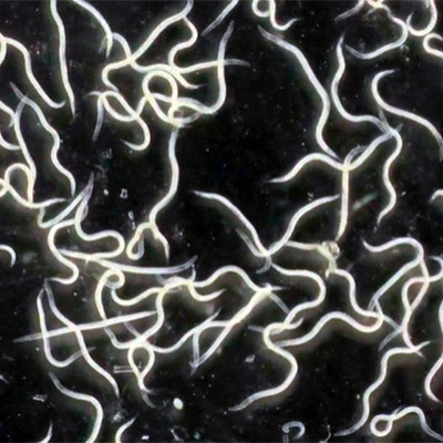 Los nematodos, comúnmente conocidos como ascáridos, son un grupo diverso de gusanos pertenecientes al filo Nematoda. | Romera soluciones naturales