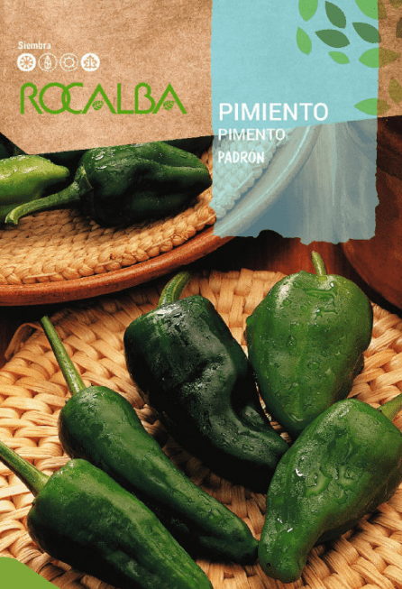 Semilla pimiento padron