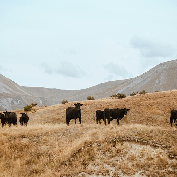 Materia prima de origen animal en Romera Suministros Naturales