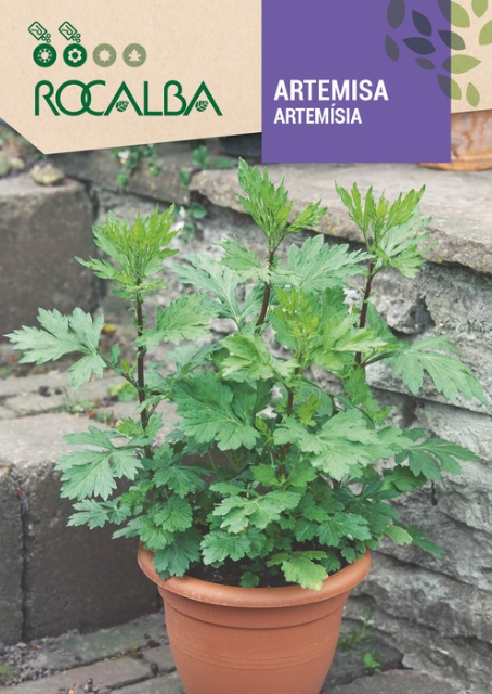 SEMILLA ARTEMISA | ROMERA SOLUCIONES NATURALES